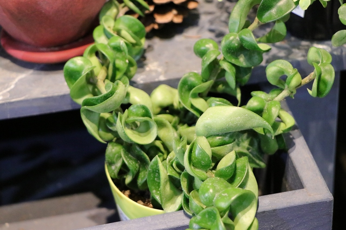 ホヤ カルノーサ コンパクタ 3.5号鉢 観葉植物 鉢植え お洒落 おしゃれ 可愛い かわいい インテリア 室内 苗 初心者 希少種