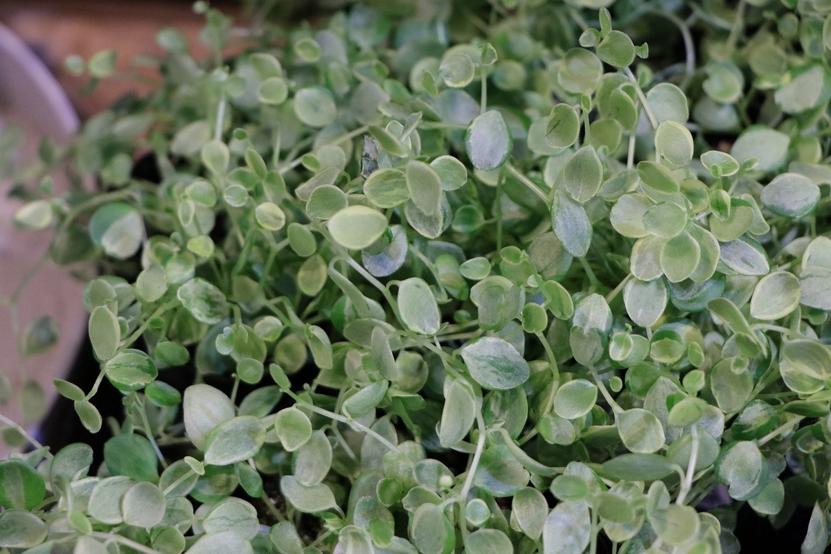 ペペロミア 真亜子 3号ポット苗 観葉植物 希少|gp-yamacho|01 ペペロミア 真亜子 3号ポット苗 観葉植物 希少|gp-yamacho|02 ペペロミア 真亜子 3号ポット苗 観葉植物 希少|gp-yamacho|03 ペペロミア 真亜子 3号ポット苗 観葉植物 希少|gp-yamacho|04 ペペロミア 真亜子 3号ポット苗 観葉植物 希少|gp-yamacho|05 ペペロミア 真亜子 3号ポット苗 観葉植物 希少|gp-yamacho|06 ペペロミア 真亜子 3号ポット苗 観葉植物 希少