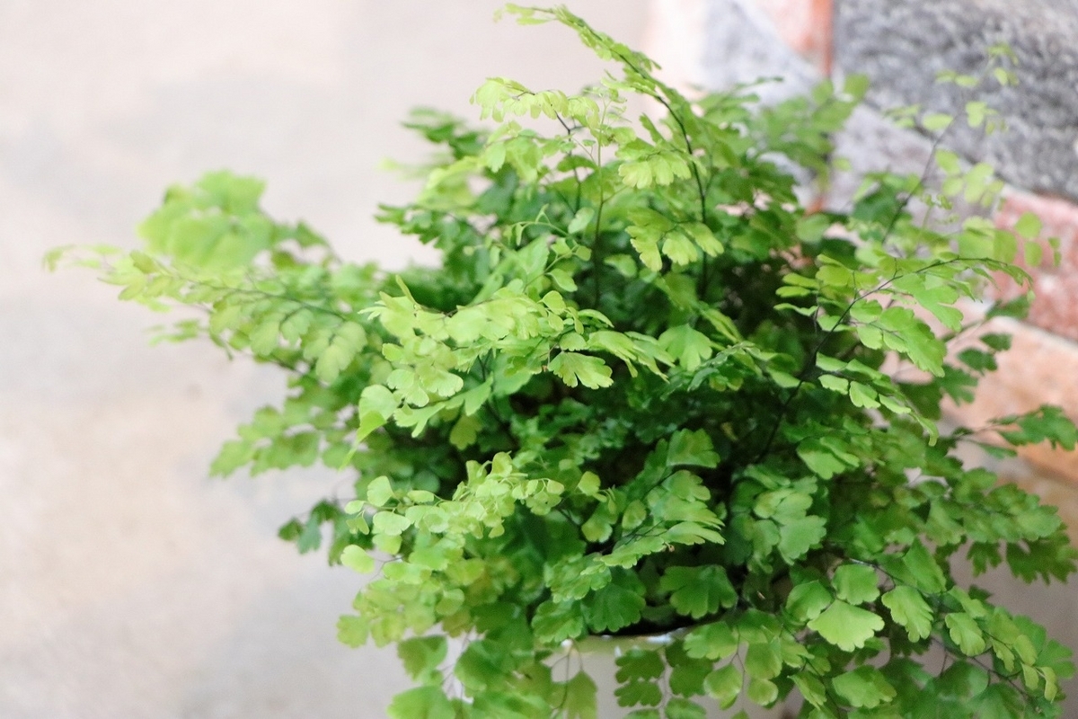 アジアンタム フリッツルーシー 4号鉢 観葉植物