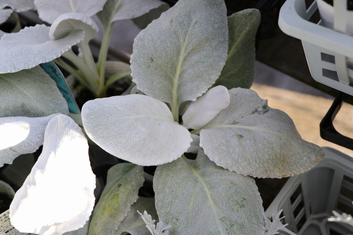 セネシオ エンジェルウィングス 2.5〜3号ポット苗 寄せ植え 花壇 カラーリーフ