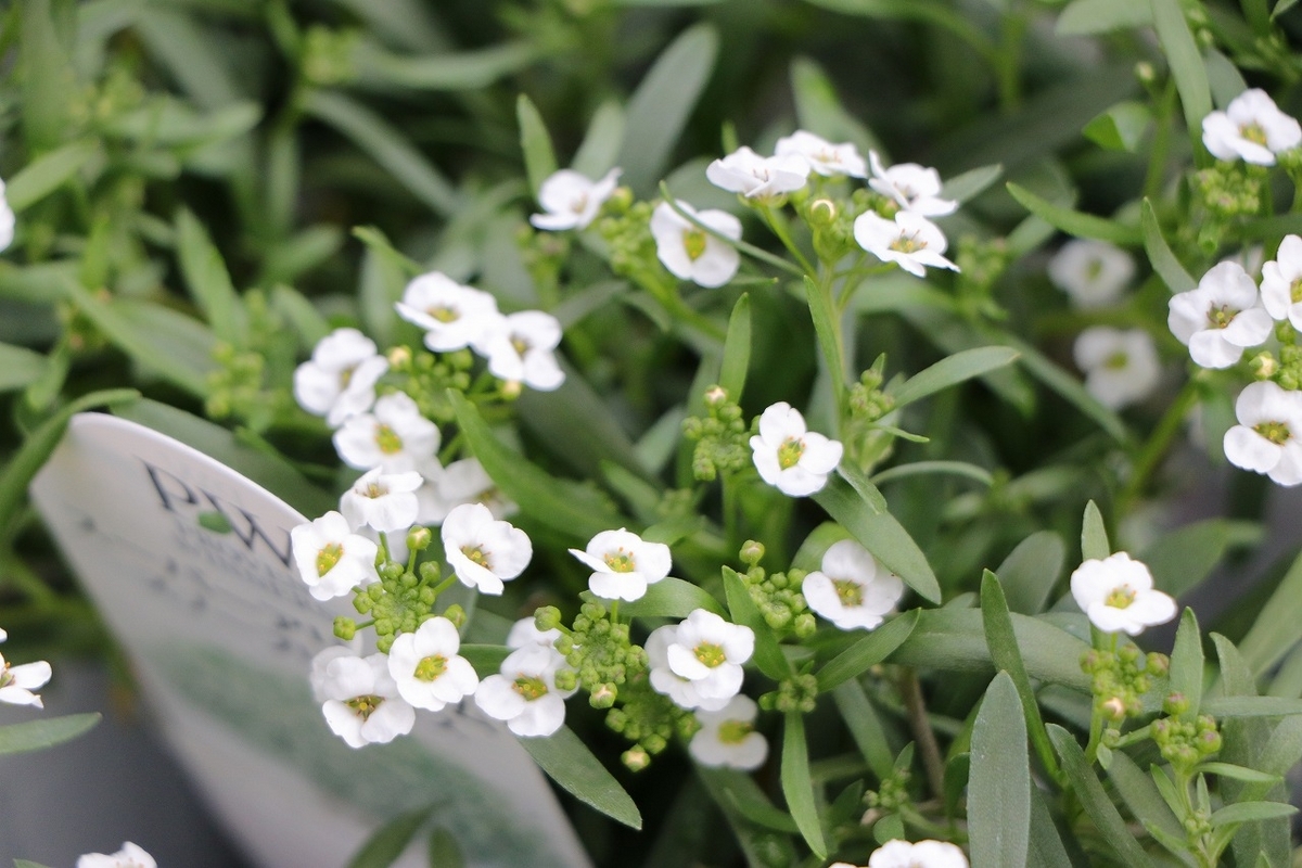 スーパーアリッサム スノープリンセス 3.5号ポット苗 寄せ植え 花壇