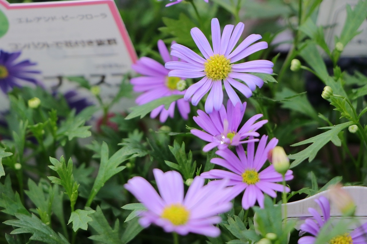 栄養系ブラキカム ブラスコバイオレット 3.5号ポット苗 寄せ植え 花壇