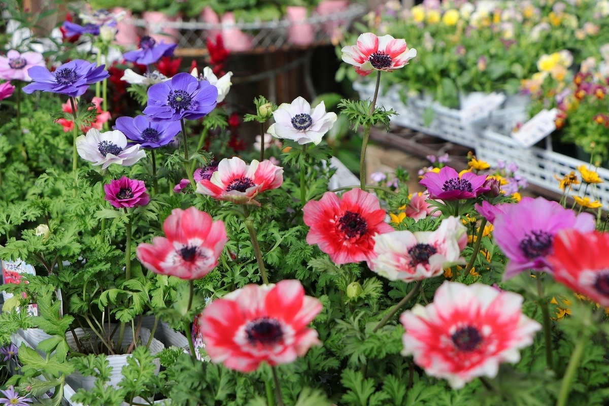 おすすめ植物〜11月13日！ミルフル再入荷‼️ ウインティーとエリカも