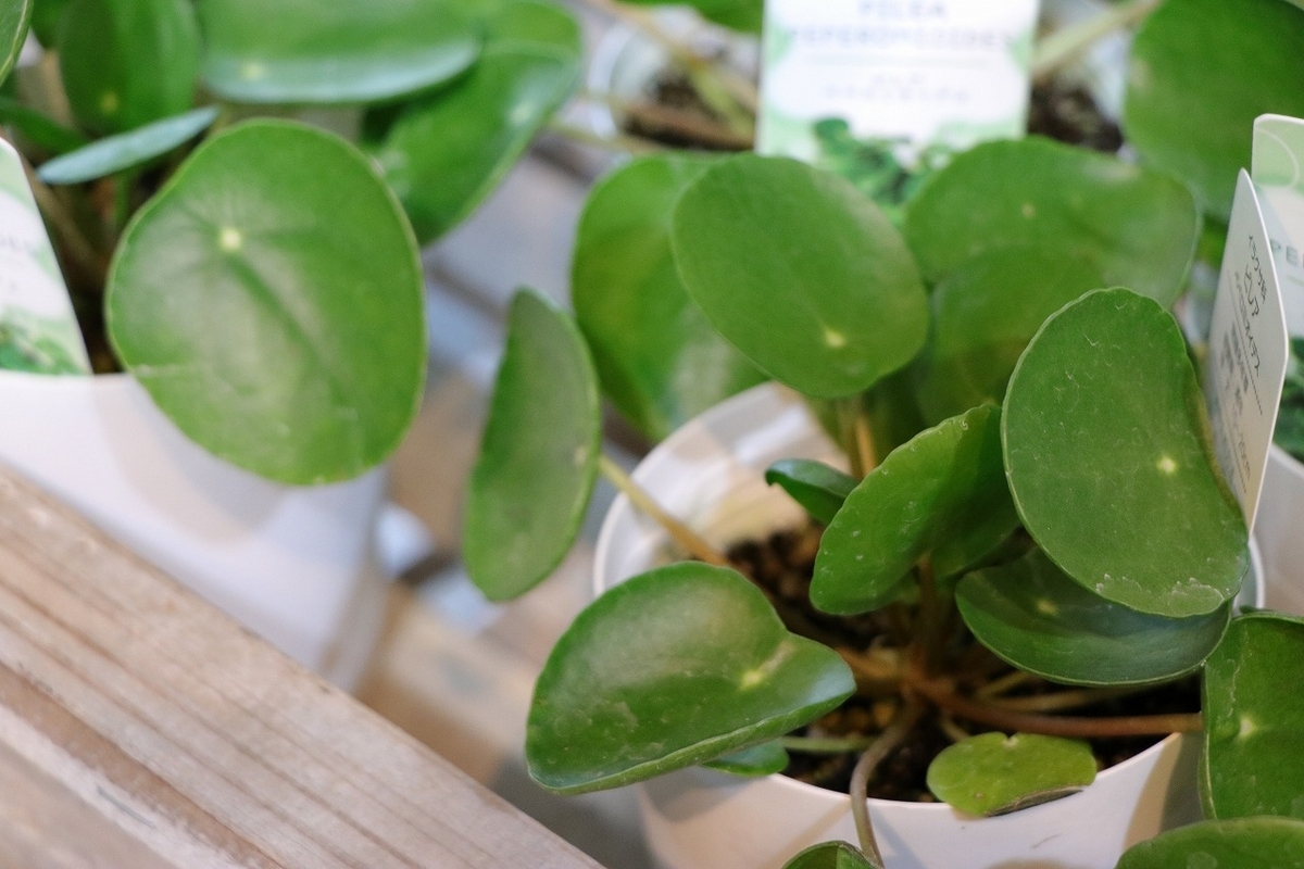  ピレア ぺぺロミオイデス 3号ポット苗 観葉植物