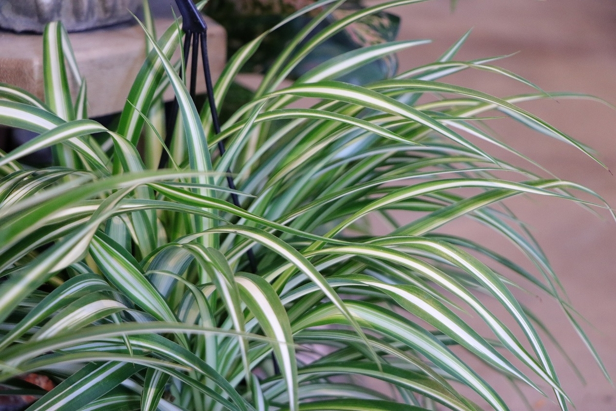  オリヅルラン 4号吊り鉢 折鶴蘭 オリズルラン 観葉植物 鉢植え お洒落 おしゃれ 可愛い かわいい インテリア 室内 苗 初心者