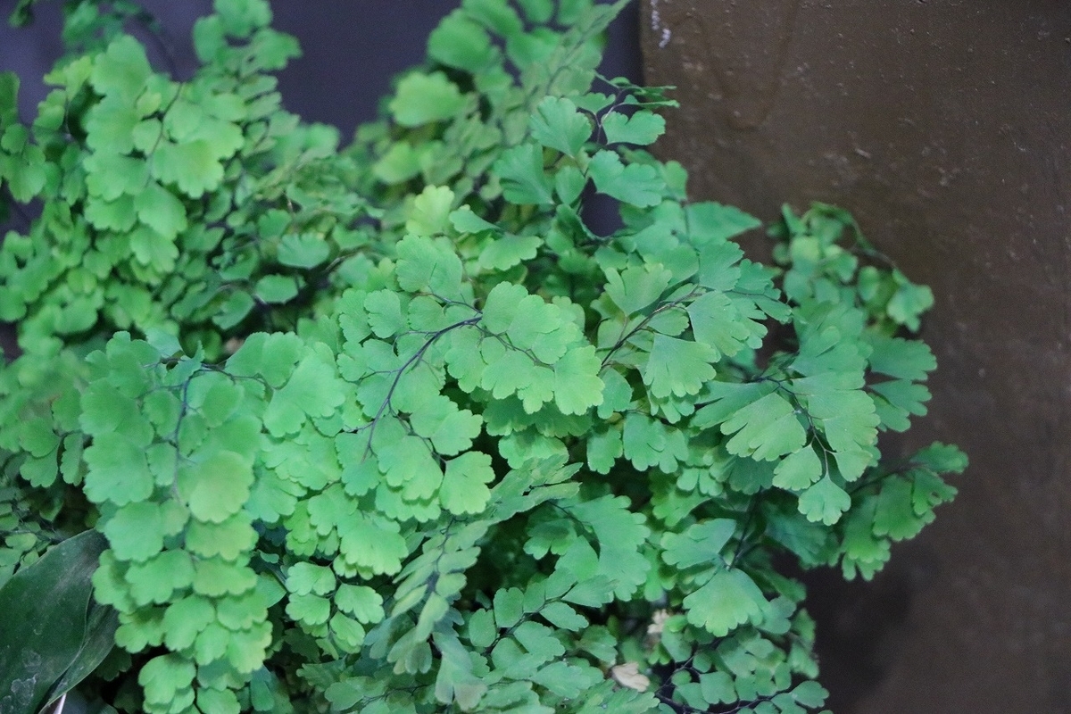  アジアンタム フリッツルーシー 4号鉢 観葉植物