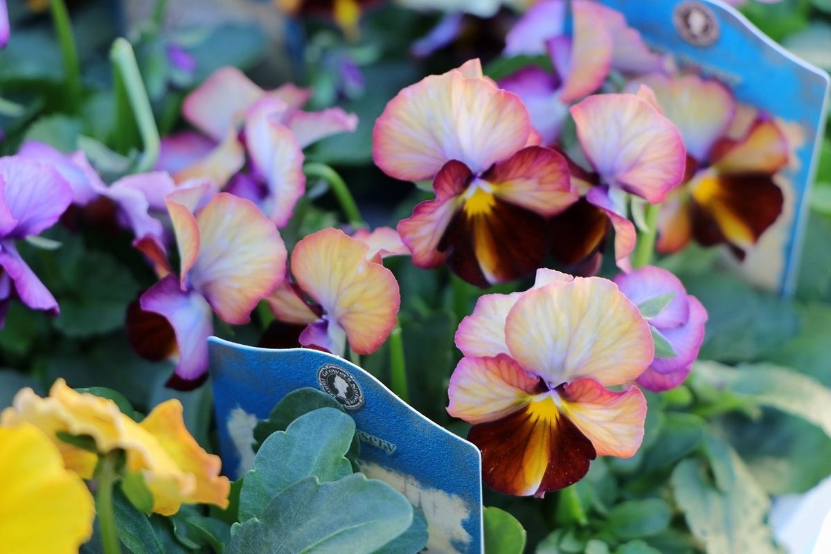 ビオラ ヌーヴェルヴァーグ アソート 3.5号ポット苗 NouvelleVague 寄せ植え 花壇 鉢植え お洒落 オシャレ 冬の花 花