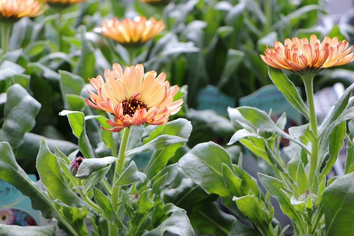 カレンジュラ コーヒークリーム 3.5号ポット苗 キンセンカ 寄せ植え 花壇 鉢植え お洒落 オシャレ 冬の花 春の花 花 希少種