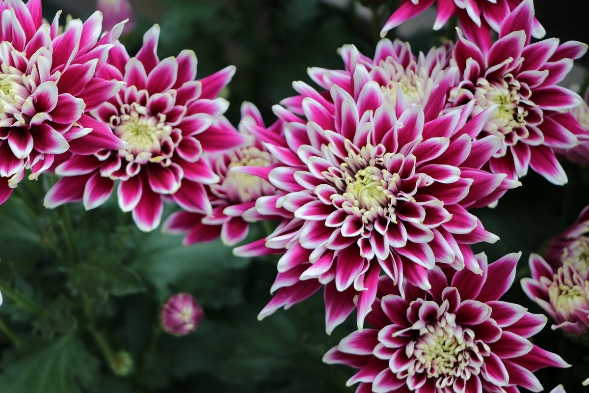 ポットマム ティエラシリーズ フレアーブルー 5号鉢 鉢花 菊 キク 寄せ植え 鉢植え 花壇 お洒落 おしゃれ 可愛い かわいい 夏の花 秋の花 花 苗 初心者