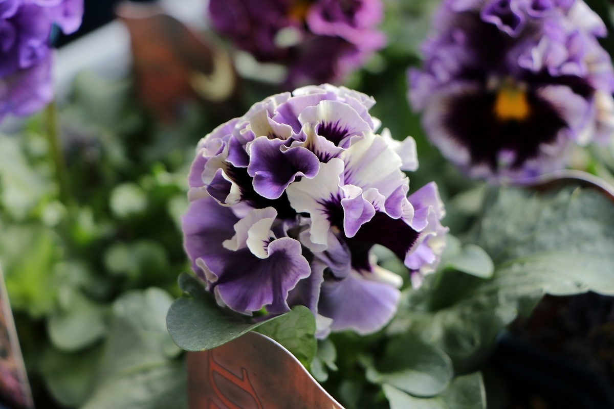 パンジー ドラキュラ アソート 3.5号ポット苗 Dracula 寄せ植え 花壇 鉢植え お洒落 オシャレ 冬の花 花 希少種