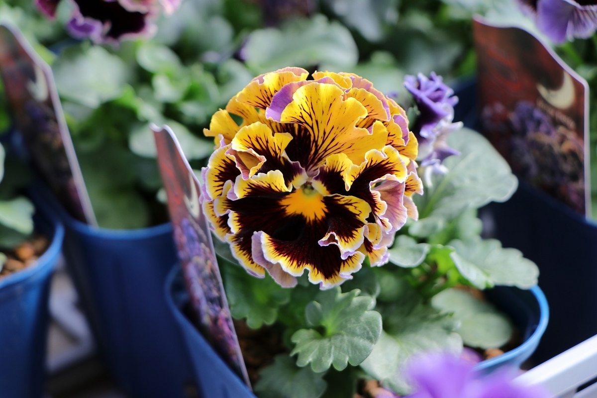 パンジー ドラキュラ アソート 3.5号ポット苗 Dracula 寄せ植え 花壇 鉢植え お洒落 オシャレ 冬の花 花 希少種