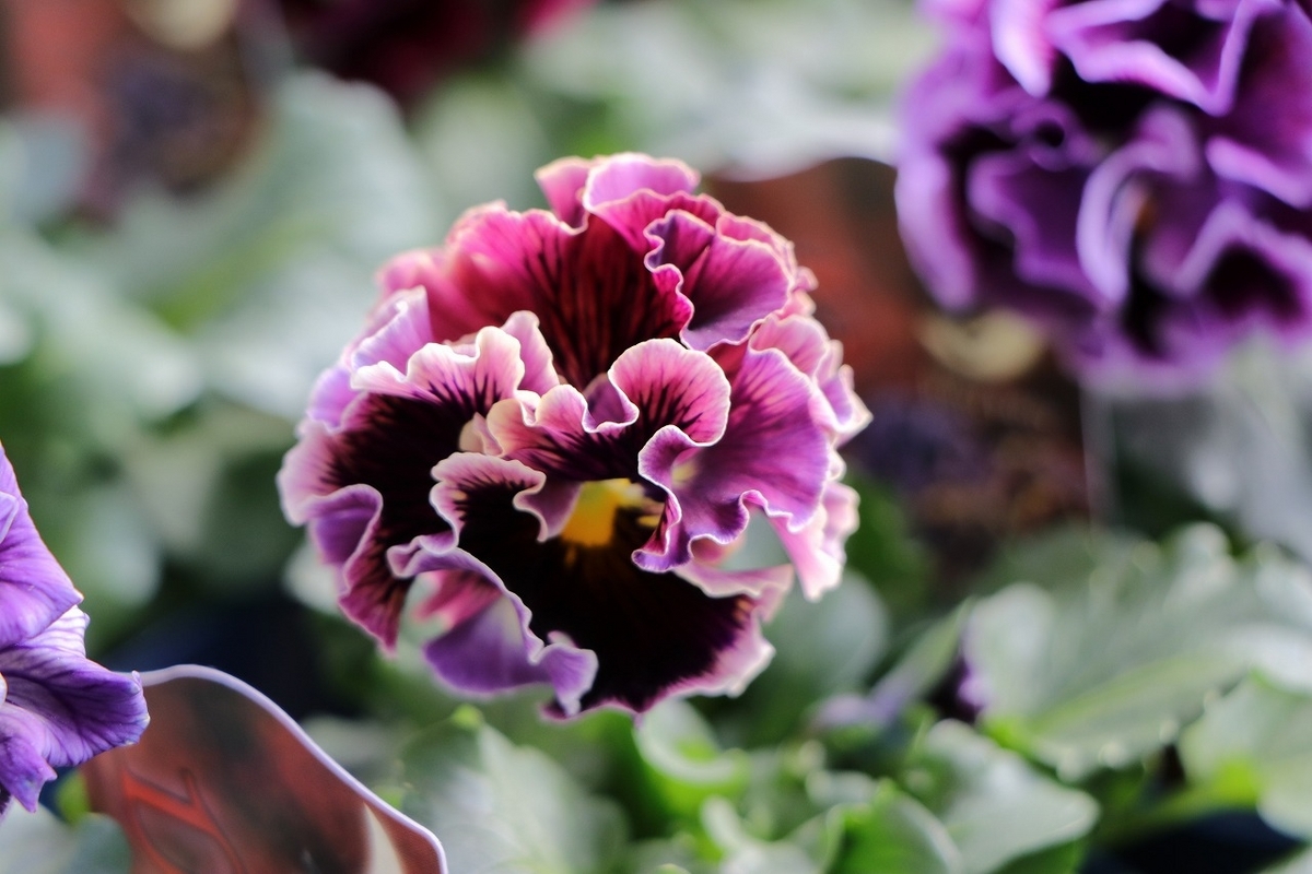 パンジー ドラキュラ アソート 3.5号ポット苗 Dracula 寄せ植え 花壇 鉢植え お洒落 オシャレ 冬の花 花 希少種