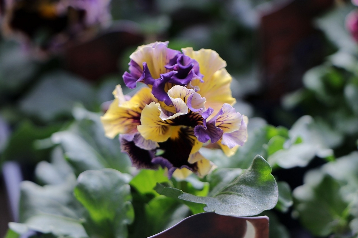 パンジー ドラキュラ アソート 3.5号ポット苗 Dracula 寄せ植え 花壇 鉢植え お洒落 オシャレ 冬の花 花 希少種