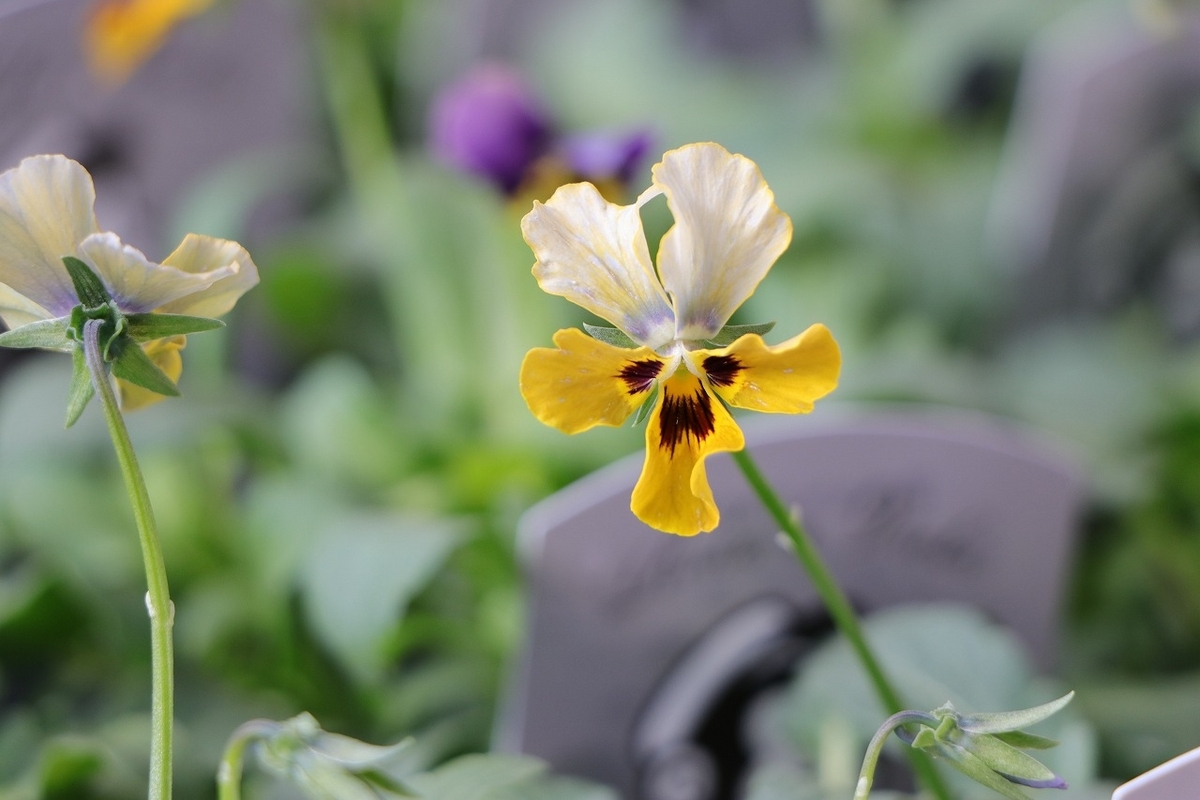 ビオラ モンキージョージ アソート 3号ポット苗 ビオラ 石川園芸 寄せ植え 花壇 鉢植え お洒落 おしゃれ 可愛い かわいい 春の花 冬の花 花 苗 初心者