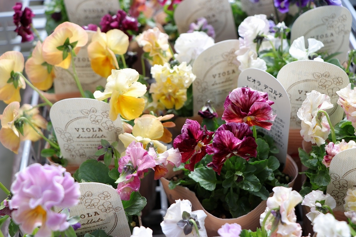 フリル咲き ビオラ デコルテ アソート 3.5号ポット苗 寄せ植え 花壇 鉢植え お洒落 おしゃれ 可愛い かわいい 春の花 冬の花 花 苗 初心者 希少