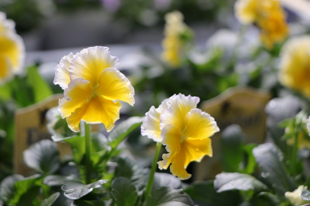 フリル咲き ビオラ エッグタルト 3.5号ポット苗 寄せ植え 花壇