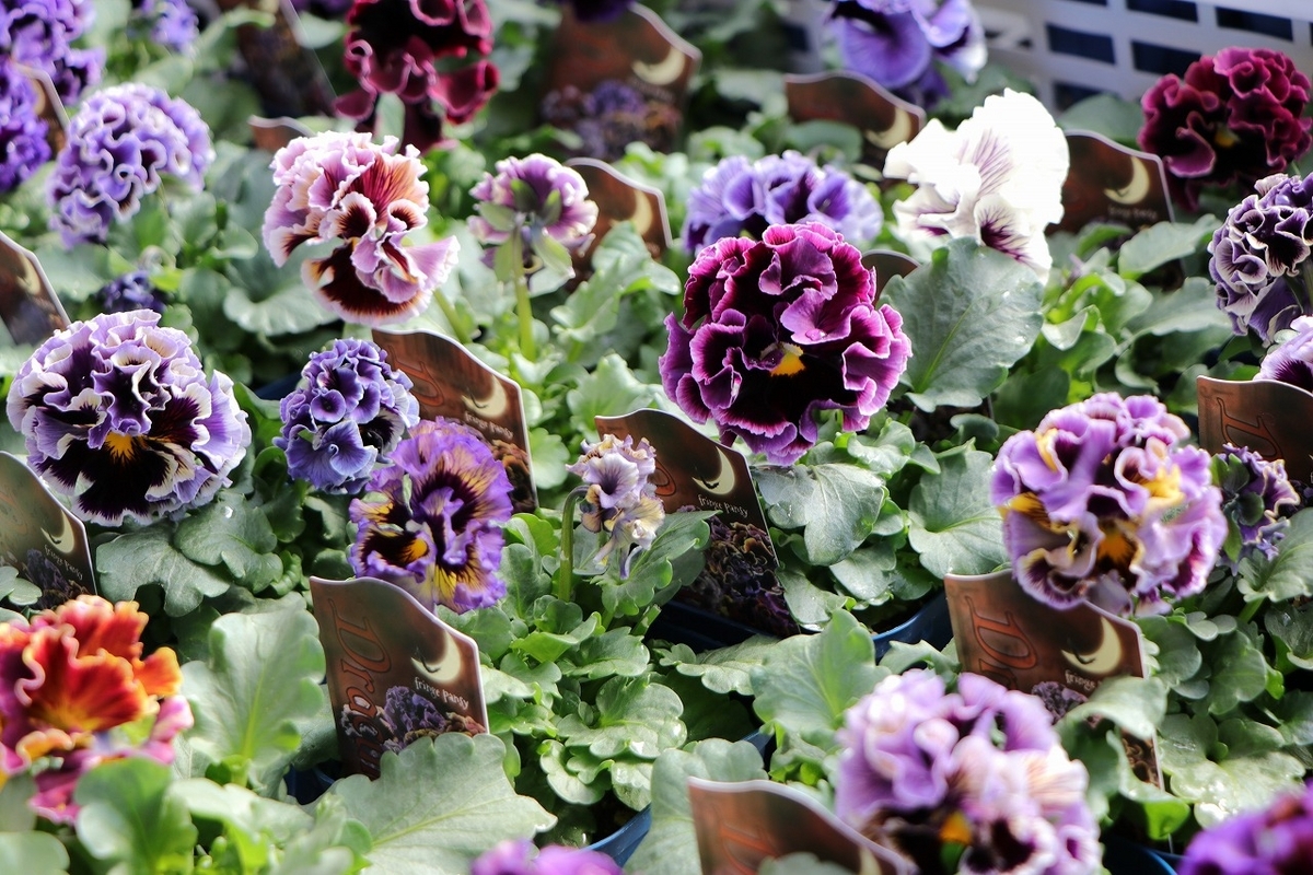 パンジー ドラキュラ アソート 3.5号ポット苗 Dracula 寄せ植え 花壇 鉢植え お洒落 オシャレ 冬の花 花 希少種