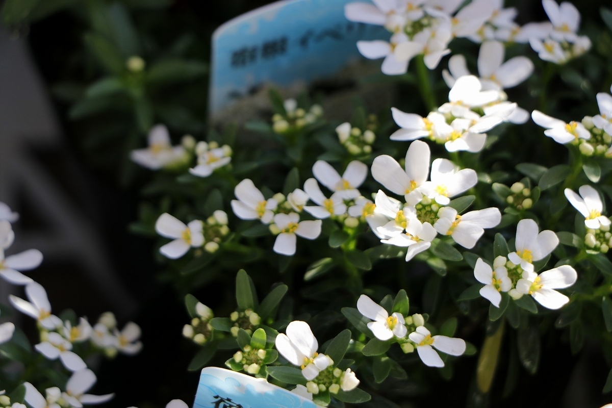 宿根イベリス 3〜3.5号ポット苗 イベリス 寄せ植え 花壇 鉢植え 純白 長持ち お洒落 オシャレ 冬の花 花 グランドカバー