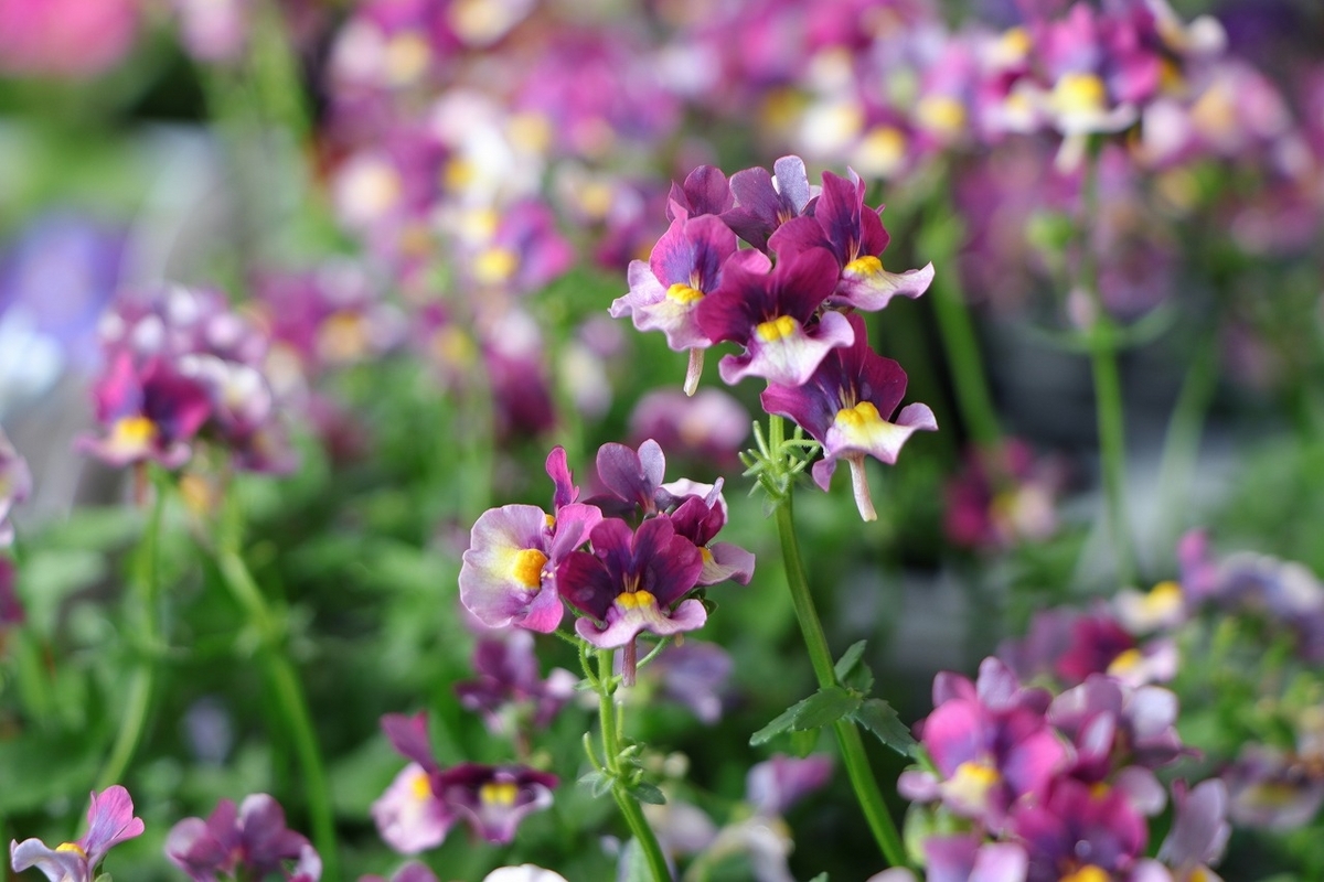 宿根ネメシア ブルーベリーパイ 3号ポット苗 寄せ植え 花壇
