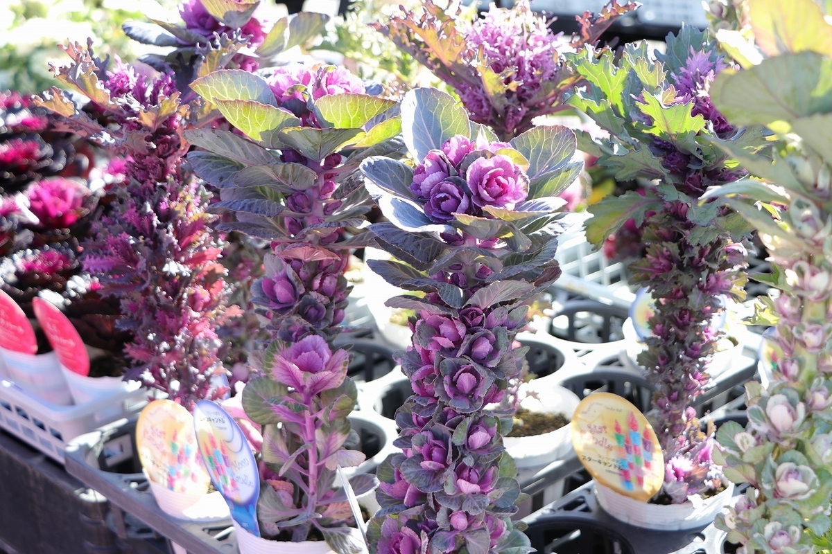 ツリーハボタン 神戸ジェンヌ ムーンキャンドル ホワイト 3号ロングポット苗 葉牡丹 ハボタン 寄せ植え 花壇 カラーリーフ 鉢植え お洒落 オシャレ 冬の花 花