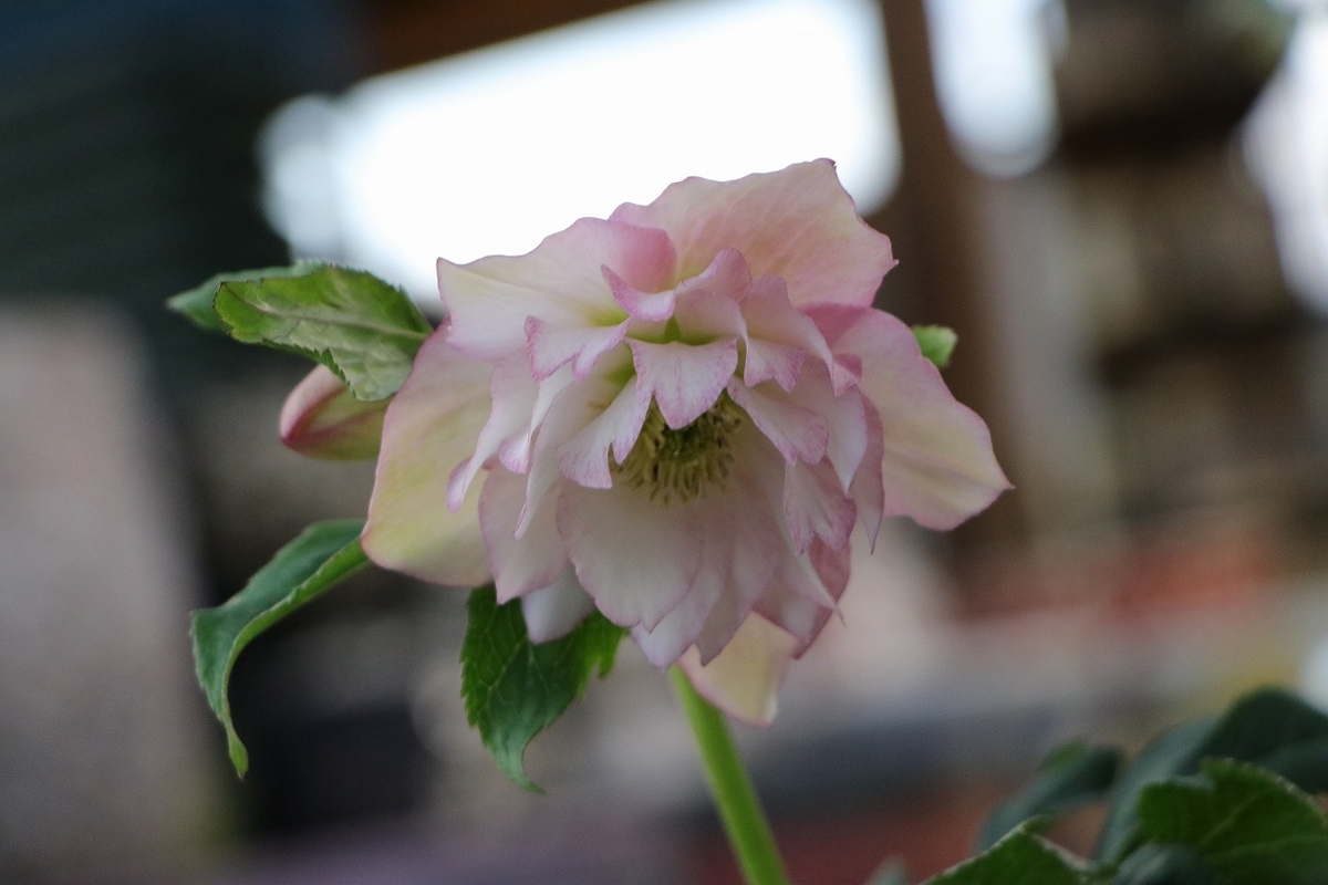 クリスマスローズ・オリエンタリス 八重咲き 花付き開花株