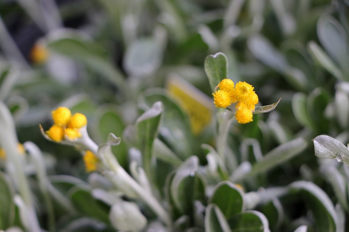 クリソセファラム スマイリープー 3号ポット苗 寄せ植え 花壇 鉢植え お洒落 オシャレ 春の花 花 グランドカバー カラーリーフ