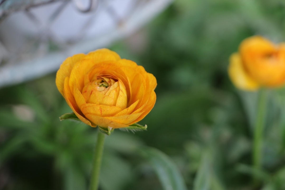 大人カラーのお洒落な寄せ植えにおすすめのラナンキュラス - GP-Yamacho