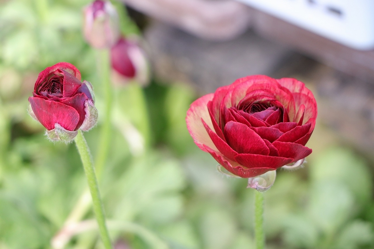 大人カラーのお洒落な寄せ植えにおすすめのラナンキュラス - GP-Yamacho