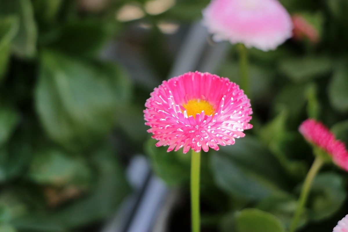 ベリシマデージー ピンク 3.5号ポット苗 寄せ植え 花壇