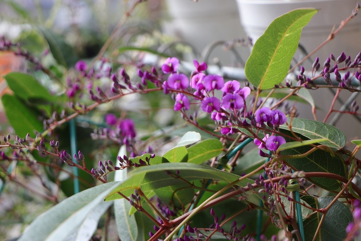 ハーデンベルギア パープル 4号鉢 寄せ植え 花壇
