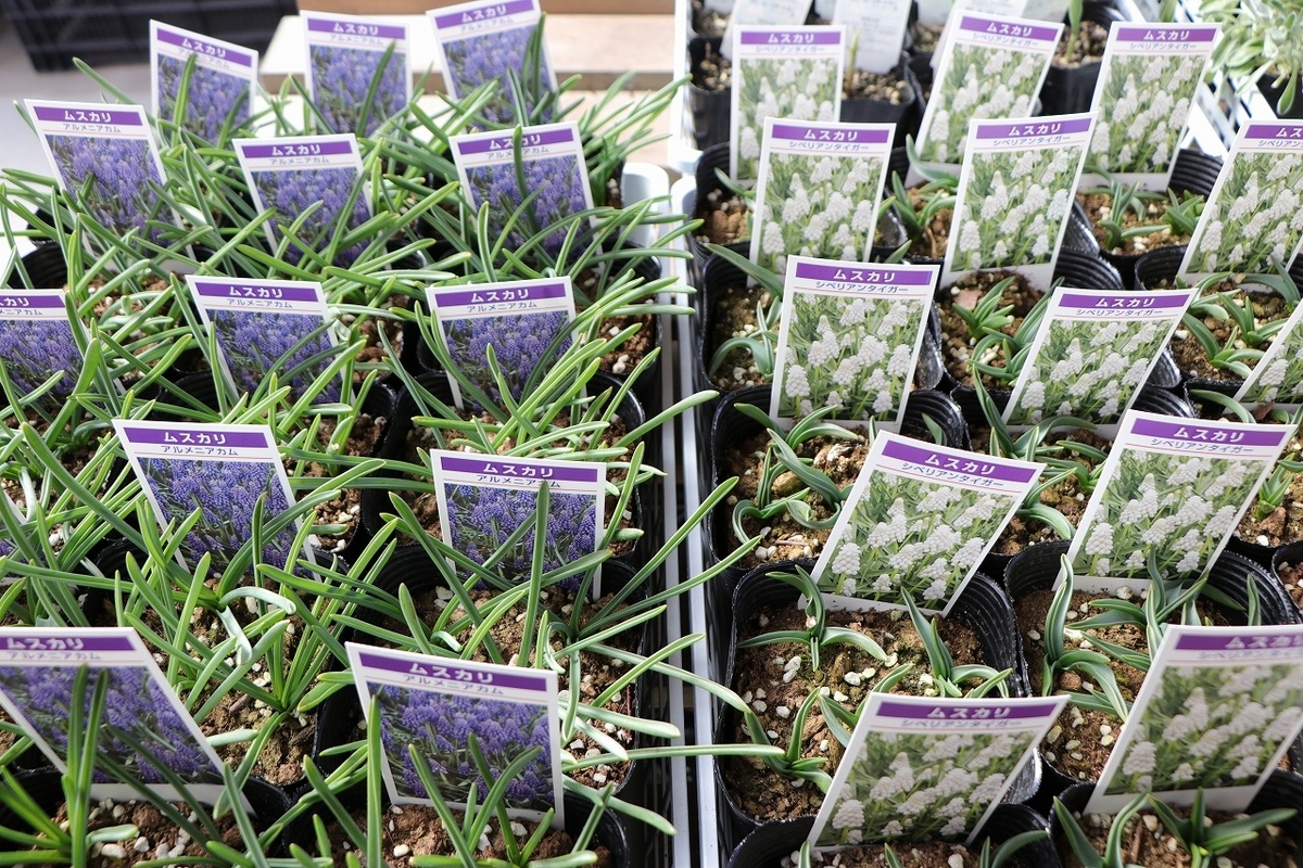 球根・芽出し苗】 ムスカリ アニメニアカム 4〜5球植え 4号ポット苗 寄せ植え 花壇 鉢植え お洒落 おしゃれ 可愛い 可憐 春の花 花 苗 初心者 希少