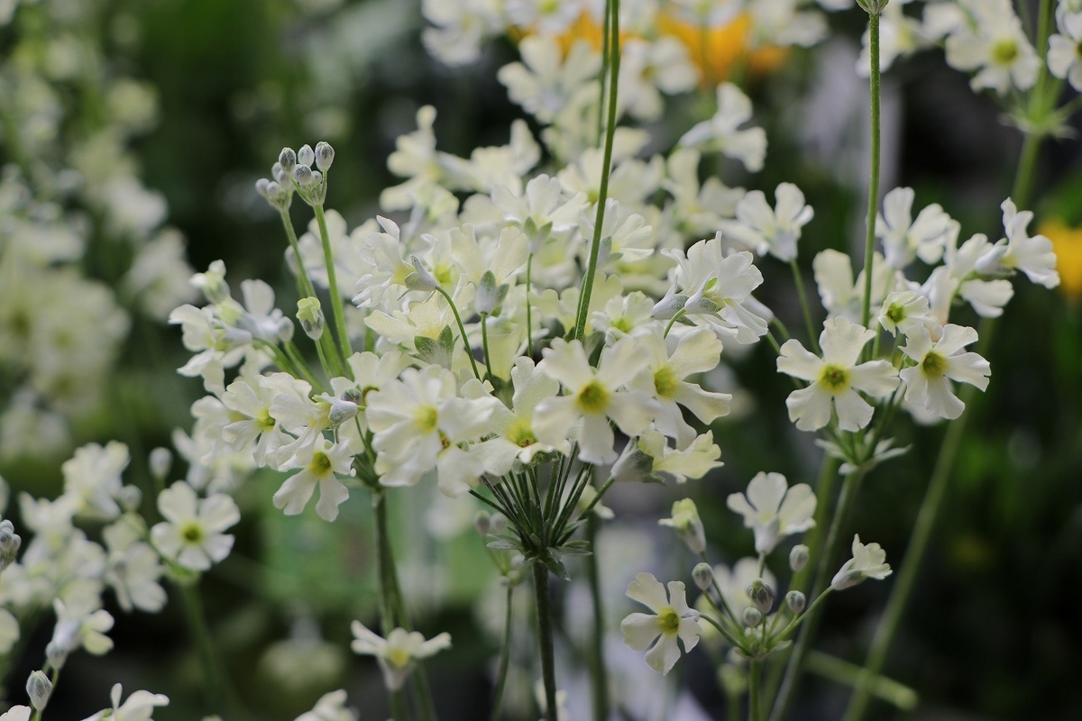 プリムラ マラコイデス イーライム 3.5号ポット苗 桜草 寄せ植え 花壇 鉢植え お洒落 オシャレ 可愛い 爽やか ライムグリーン 冬の花 春の花 花 希少種