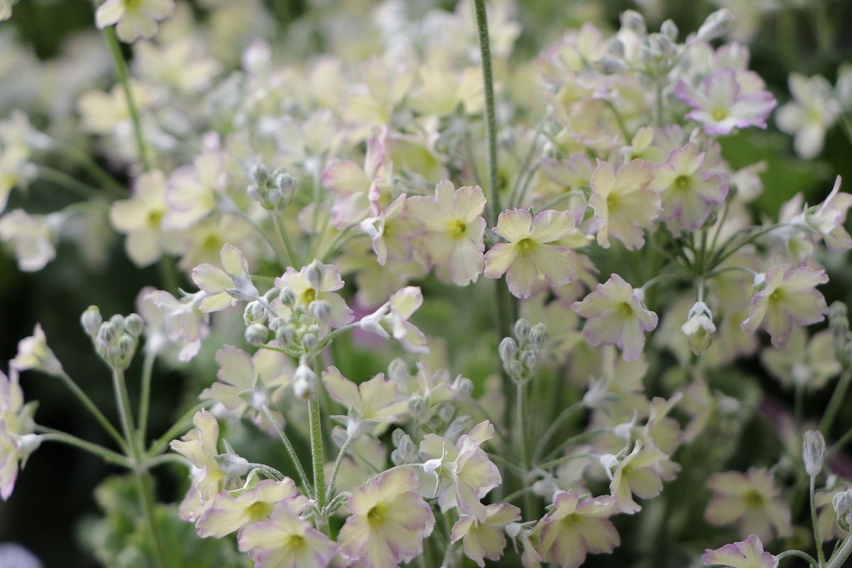 プリムラ マラコイデス イーライム ピコティ 3.5号ポット苗 桜草 寄せ植え 花壇 鉢植え お洒落 オシャレ 可愛い シック 冬の花 春の花 花 希少種