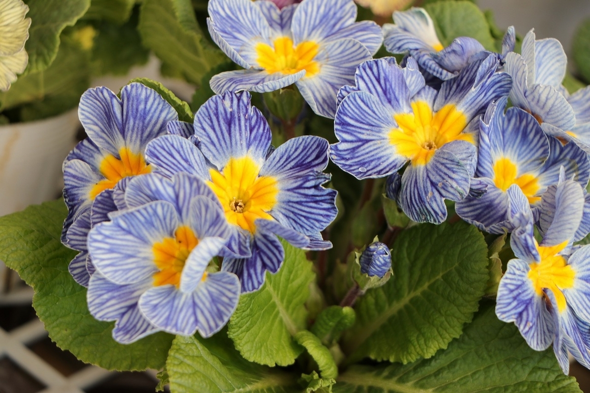 プリムラポリアンサ ストライプ ブルーミックス 3.5号ポット苗 ポリアンサ 寄せ植え 花壇 鉢植え お洒落 オシャレ シック アンティーク 冬の花 春の花 花