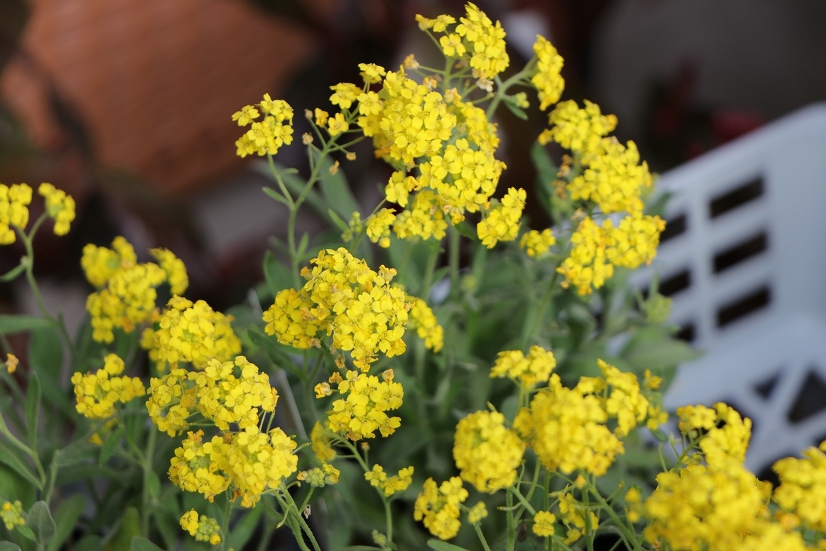 宿根アリッサム サクサティーレ サミット 3.5号ポット苗 アリッサム 寄せ植え 花壇 鉢植え お洒落 可愛い 春の花 花 苗 初心者