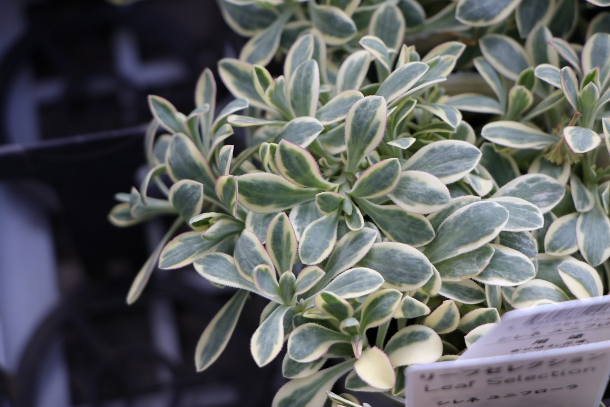 カラーリーフのご紹介♪ - GP-Yamacho