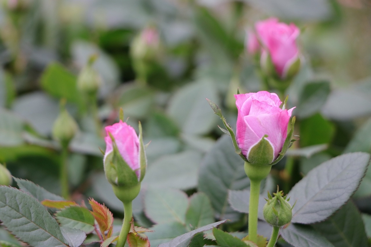 四季咲き ミニバラ アスナロブルー 3.5号鉢 寄せ植え 花壇 鉢植え お洒落 オシャレ 可愛い カワイイ ブルー 紫色 春の花 夏の花 秋の花 花