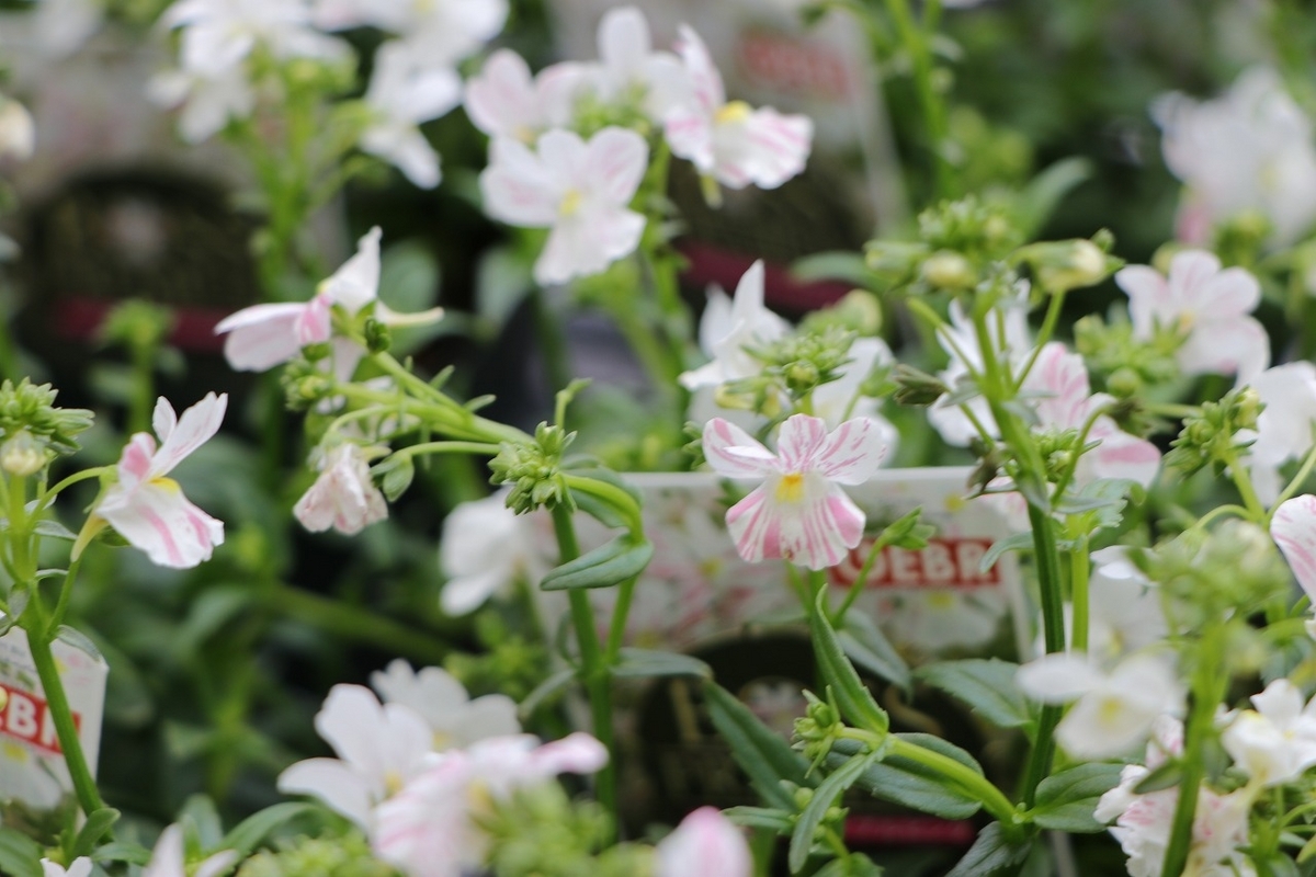  宿根ネメシア フェアリーマーブルピンク 3.5号ポット苗 ゲブラナガトヨ 寄せ植え 花壇 鉢植え お洒落 オシャレ 可愛い かわいい 冬の花 春の花 花 希少種