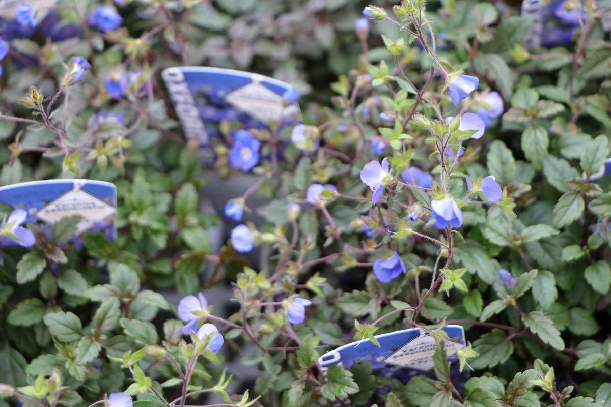 ベロニカ オックスフォードブルー 2.5〜3号ポット苗 カラーリーフ 寄せ植え 花壇