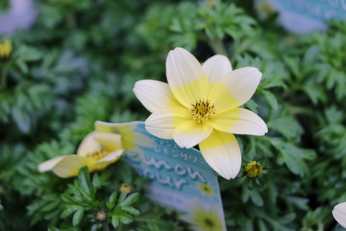 ビデンス レモンサワー 3.5号ポット苗 寄せ植え 花壇