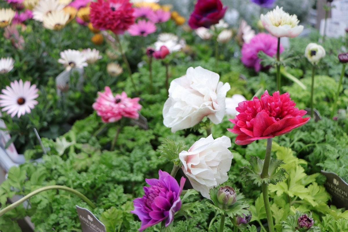 希少 八重咲き アネモネ アンアリス 3.5号ポット苗 寄せ植え 花壇