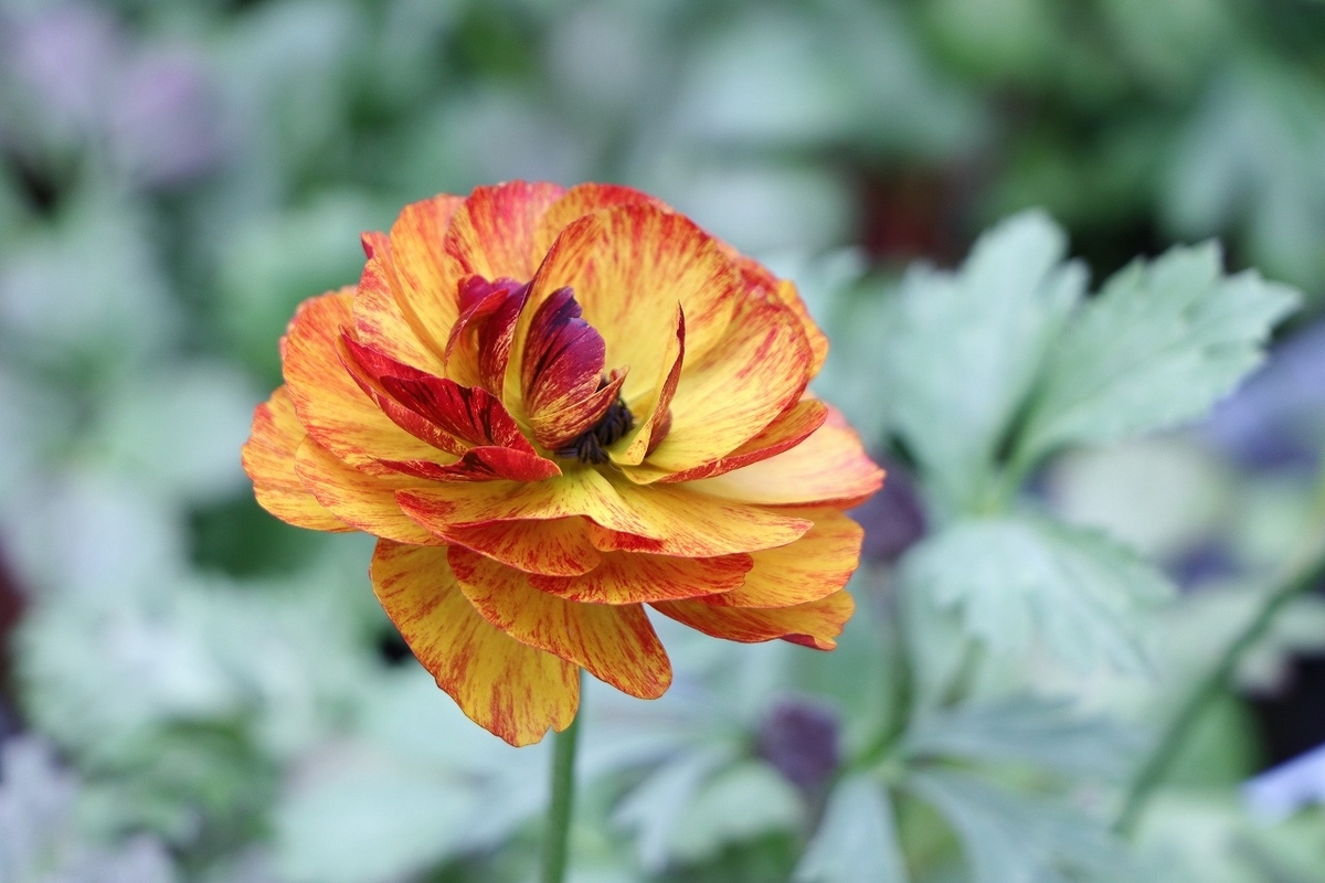 ラナンキュラス トワイライトレディ アソート 3.5号ポット苗 寄せ植え 花壇 鉢植え お洒落 オシャレ シック アンティーク 豪華 冬の花 春の花 花 希少種