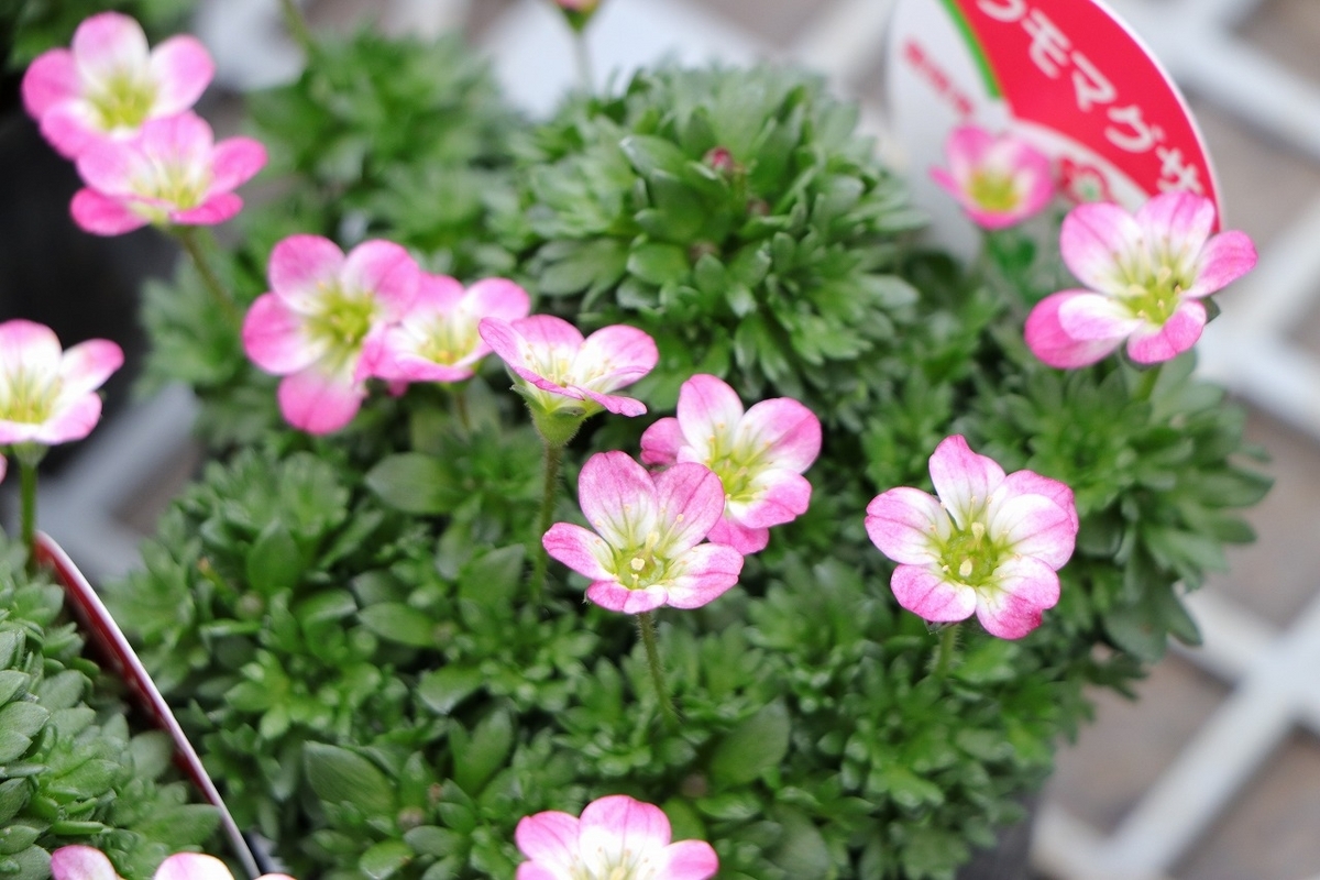 雲間草 クモマグサ ローズピンク 3号ポット苗 山野草 寄せ植え 花壇