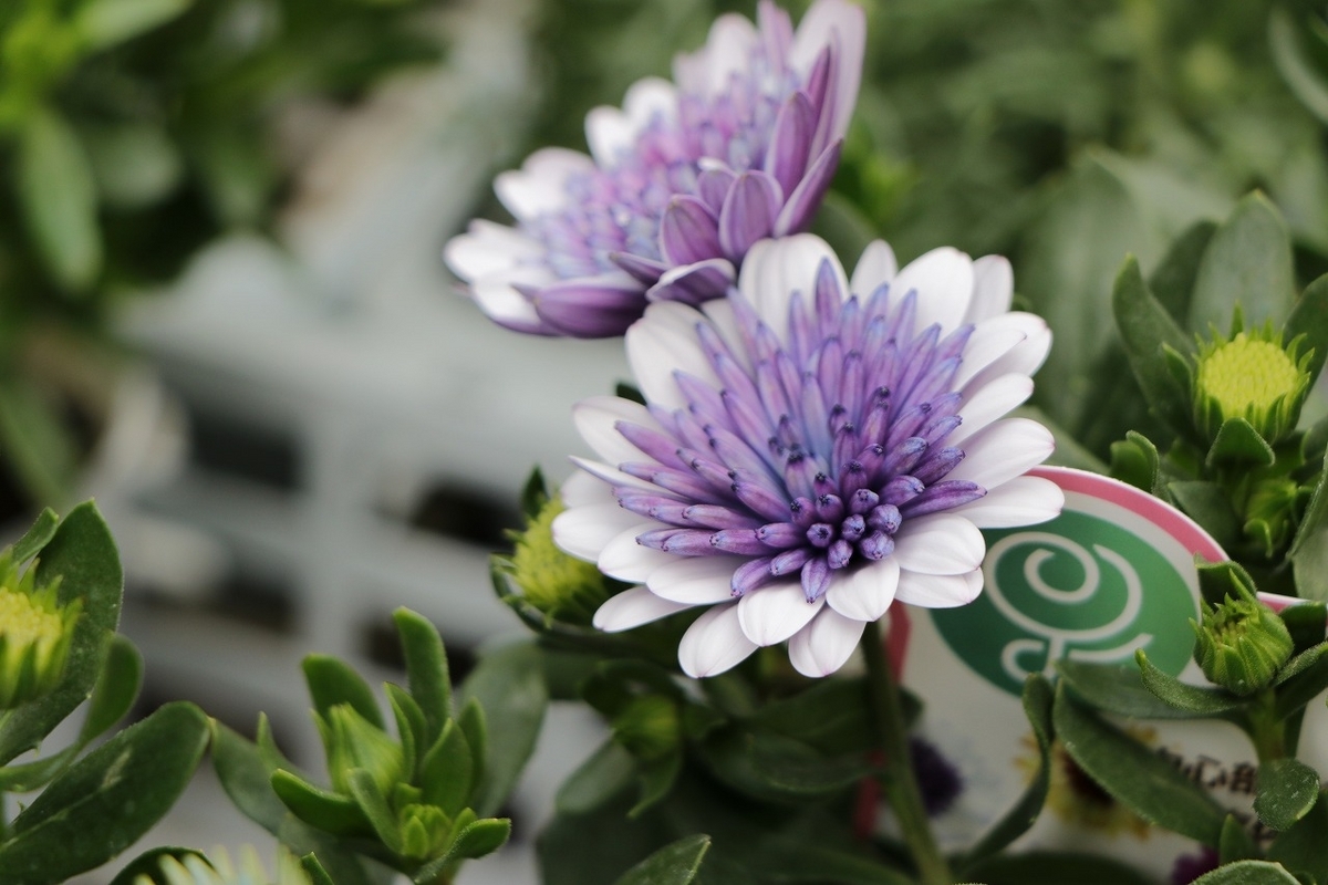 八重咲き オステオスペルマム 3Dシリーズ ブルースティール 3.5号ポット苗 寄せ植え 花壇 鉢植え お洒落 おしゃれ 可愛い 春の花 秋の花 冬の花 花 苗 初心者