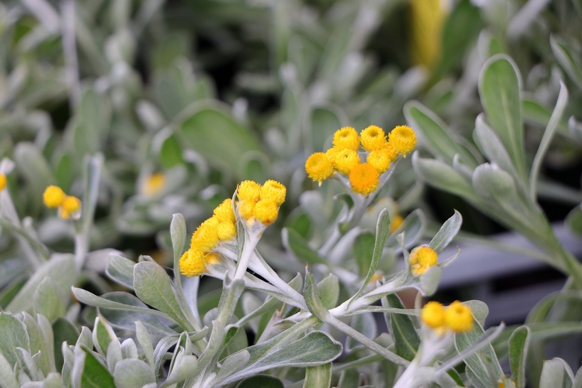 クリソセファラム スマイリープー 3号ポット苗 寄せ植え 花壇 鉢植え お洒落 オシャレ 春の花 花 グランドカバー カラーリーフ