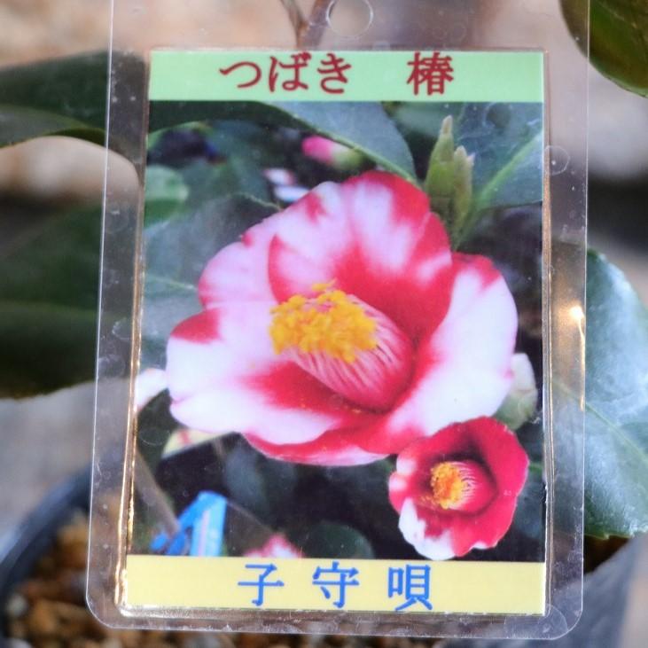 椿 ツバキ 子守唄 挿し木苗 3号ポット苗 鉢植え 地植え 常緑樹 お洒落 おしゃれ 可愛い かわいい 冬の花 春の花 花 苗 苗木 初心者