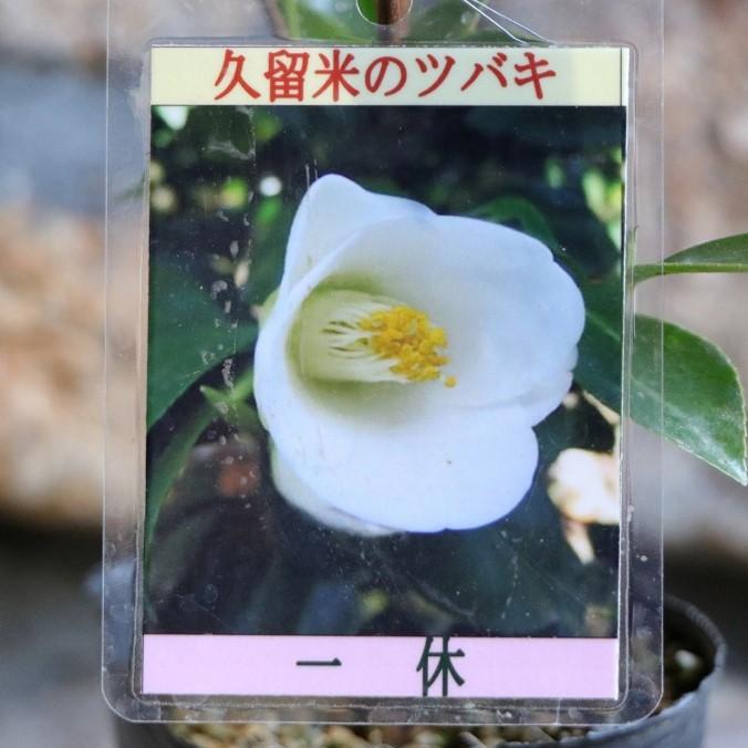 椿 ツバキ 一休 挿し木苗 3号ポット苗 鉢植え 地植え 常緑樹 お洒落 おしゃれ 可愛い かわいい 冬の花 春の花 花 苗 苗木 初心者