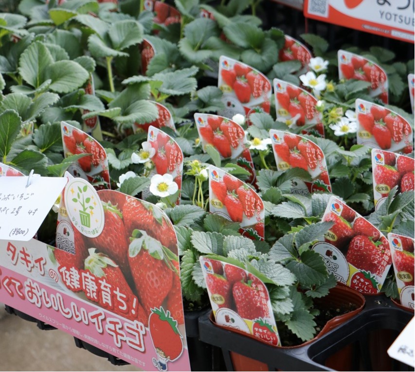 家庭菜園でも栽培可能なイチゴ苗！ - GP-Yamacho