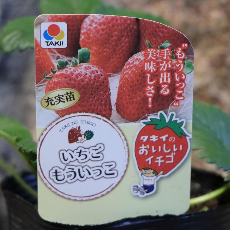 家庭菜園でも栽培可能なイチゴ苗！ - GP-Yamacho