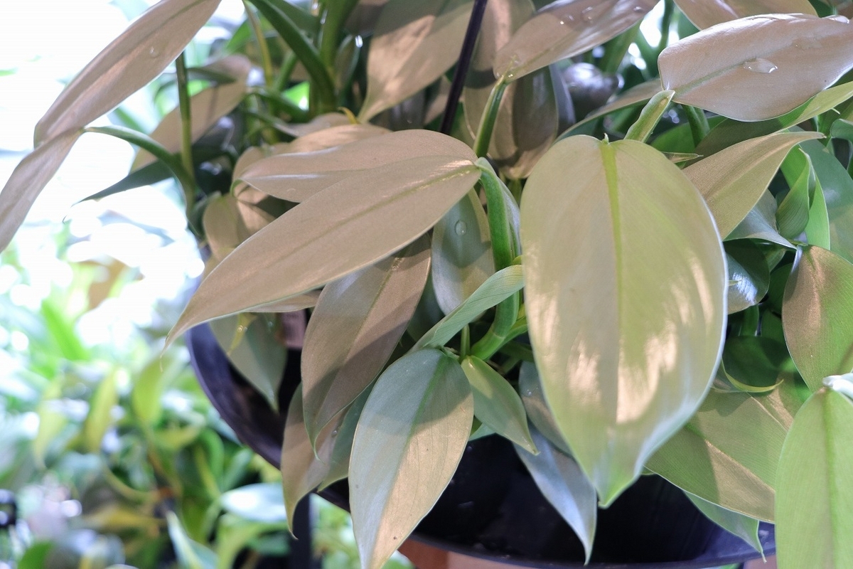 光沢のあるシルバーメタルが魅力！耐暑性も優れたフィロデンドロン